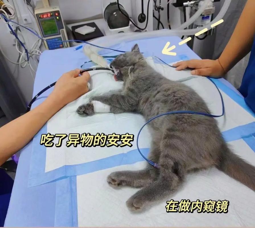 寵物醫院專用動物內窺鏡功能配件 全新異物鉗助你精準夾取胃內異物